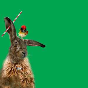 Mad March Hare - Gordon Coldwell